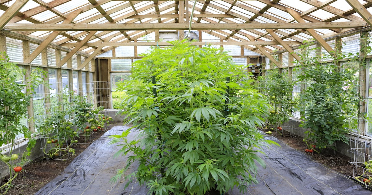 how-to-grow-cannabis-indoors