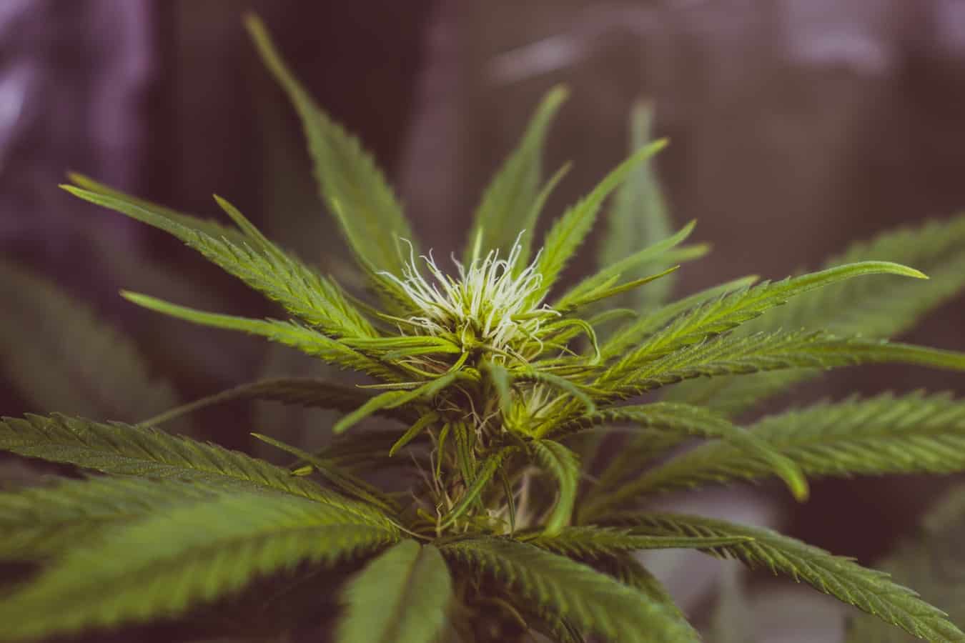 marijuana flowering phase