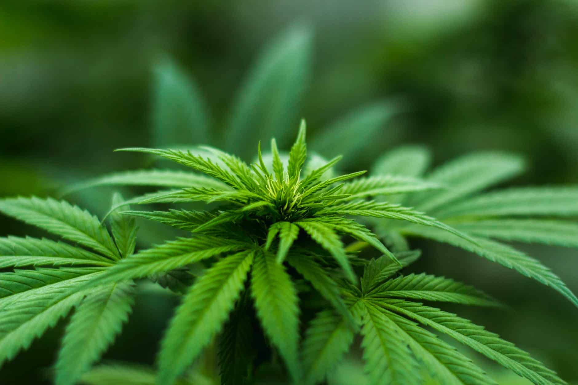 natural cannabis plant