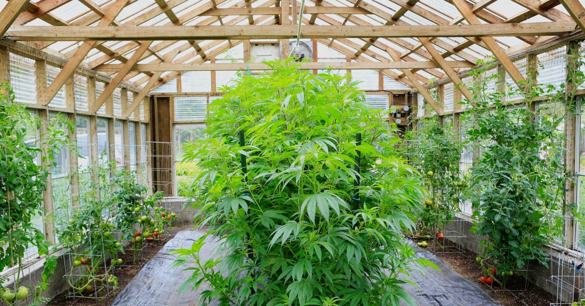 Learn How To Grow Weed Indoors For Beginners – 2022 Guide To Fast Growing Marijuana At Home