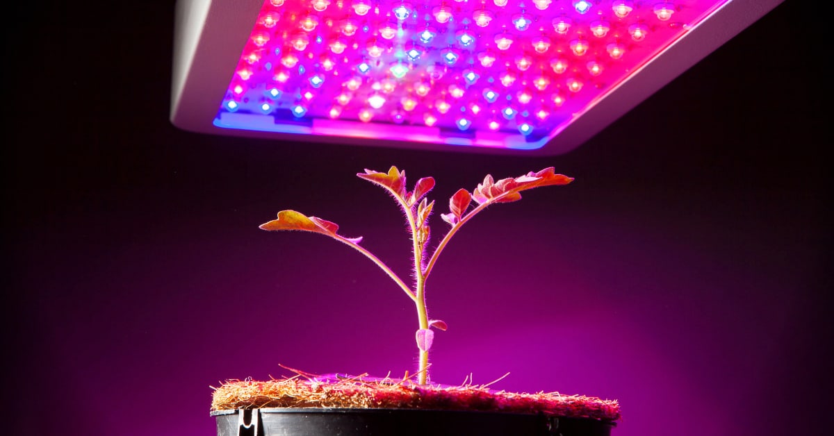 Best LED Grow Lights For Marijuana Plants | Growing Weed Indoors With Full Spectrum Light